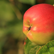 trznica-lokalih-produktov